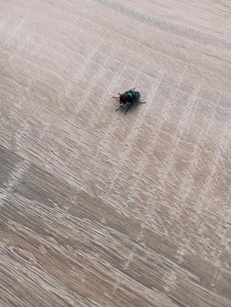 a photo of a fly on a wooden table surface
