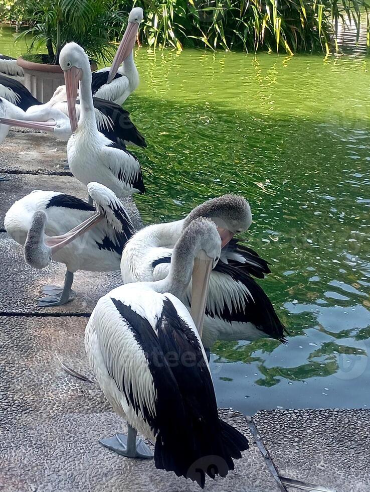 Jakarta, Indonesia, September 27th, 2024 a photo of a row of pelicans at the zoo
