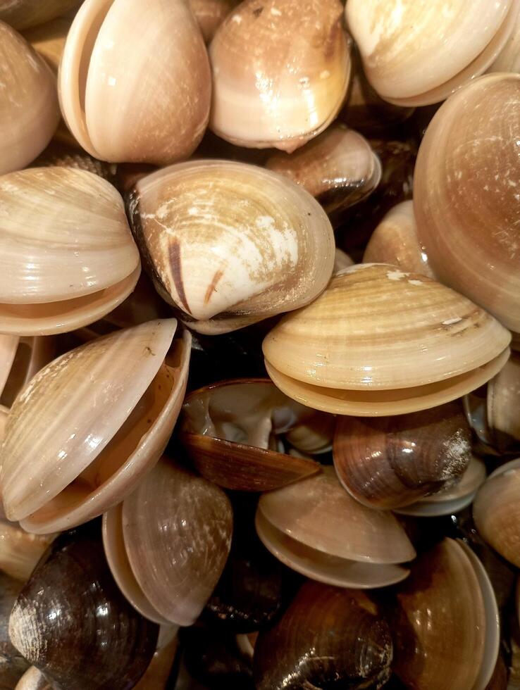A photo of a pile of fresh clam at a supermarket.