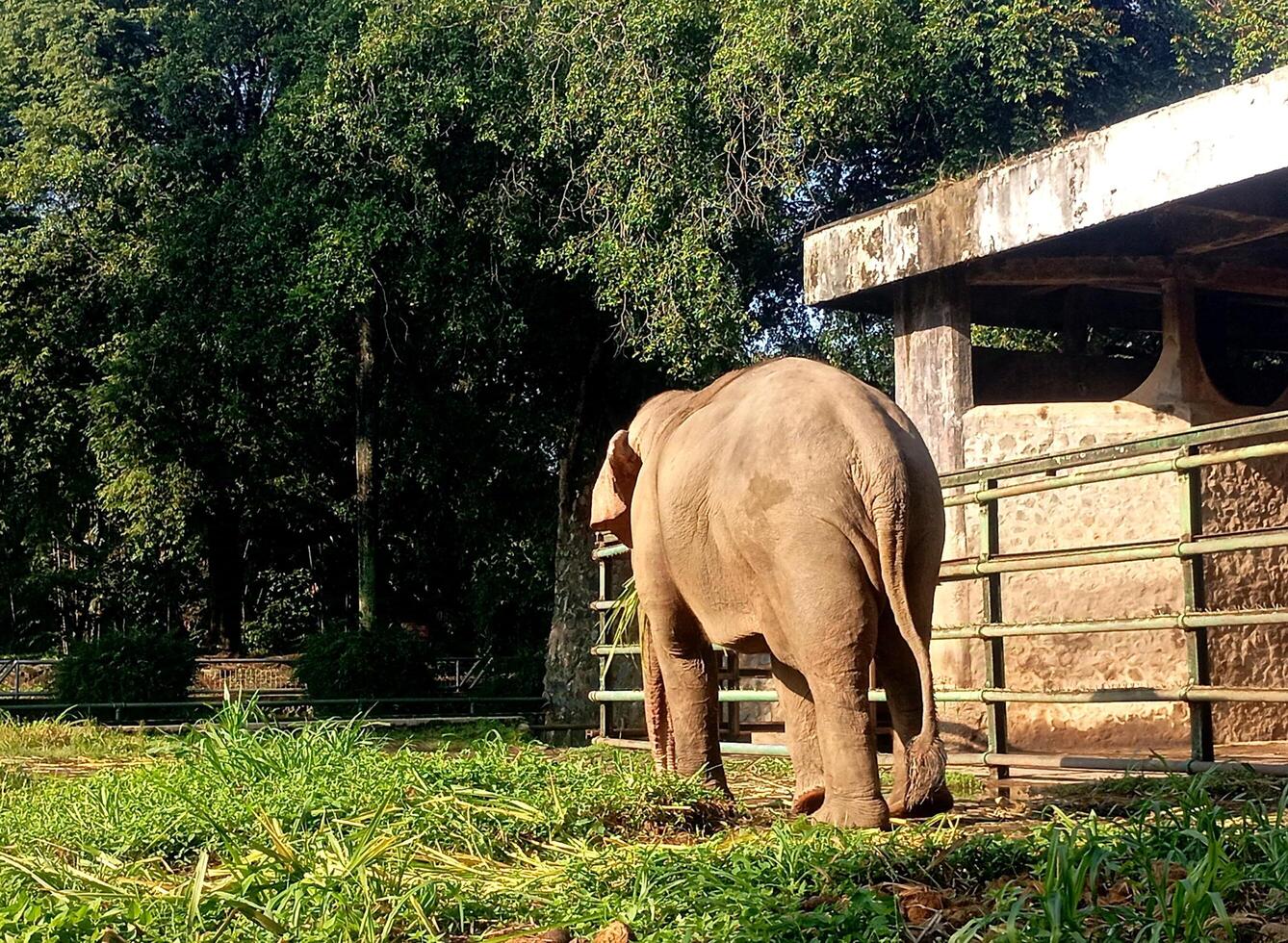 a photo of an elephant seen from behind at the zoo