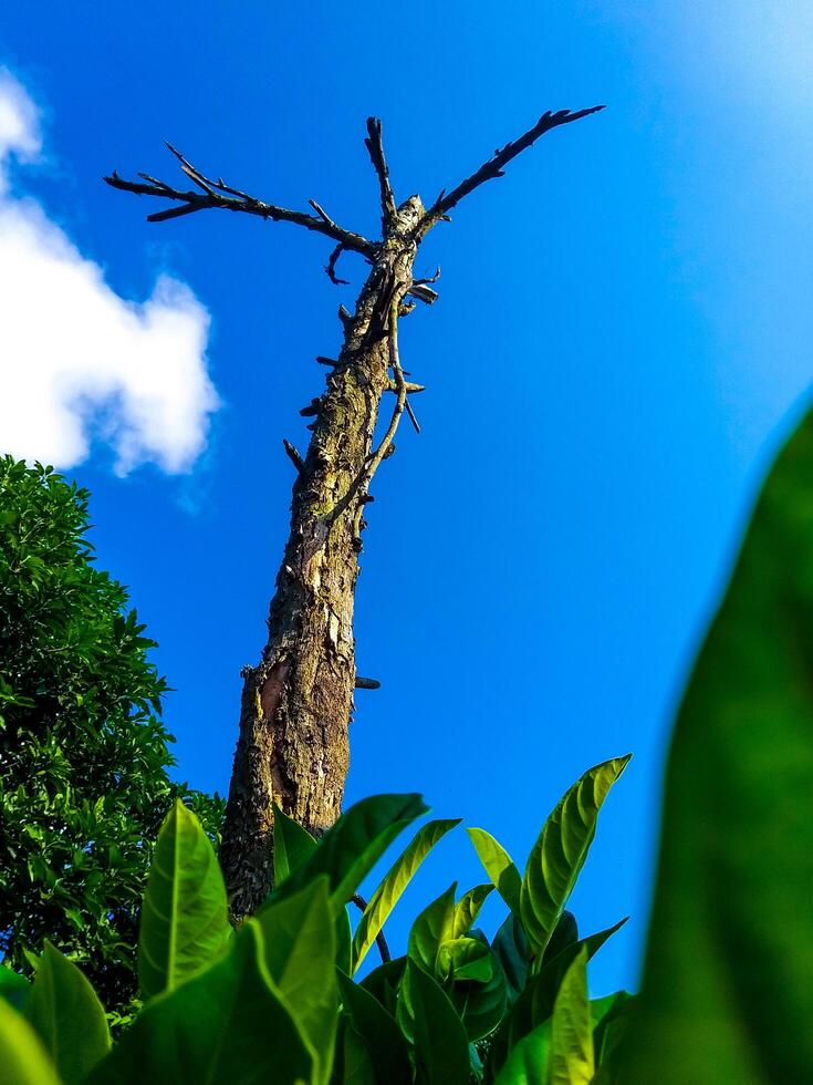 Dry Tree Against Clear Blue Sky photo