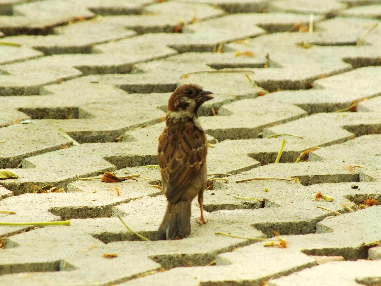 an eurasian tree sparrow bird is standing on a brick sidewalk, looking for food. The bird is brown and has a black beak. The sidewalk is made of bricks and has a few leaves on it. photo