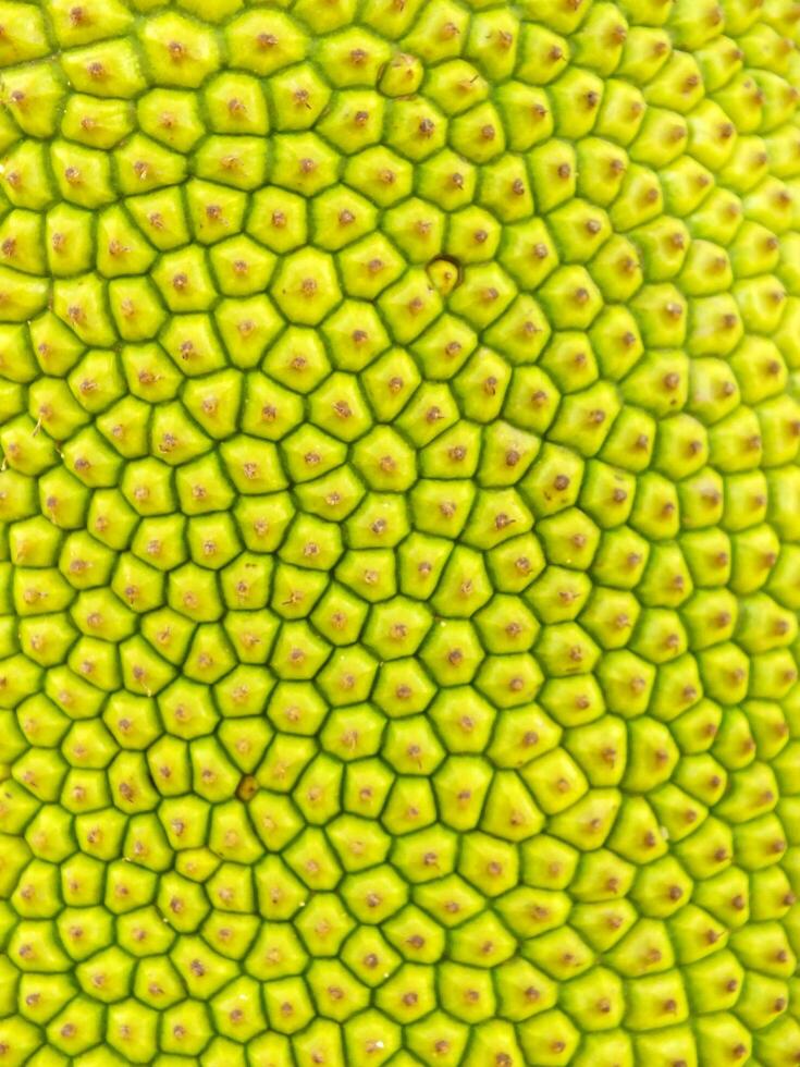Abstract background texture image is of a jackfruits skin with a lot of small dots on it. The texture is very detailed and unique. photo