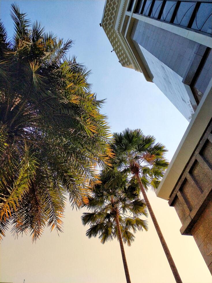 A palm tree is in front of a building. The sky is blue and the palm tree is green photo