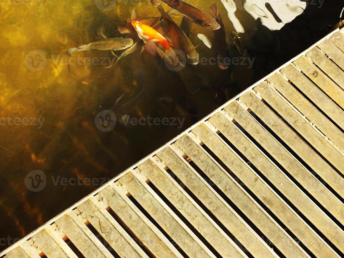 A group of fish swimming in a pond. The pond is surrounded by a metal boardwalk. The fish are swimming in the water and the boardwalk is visible in the foreground photo
