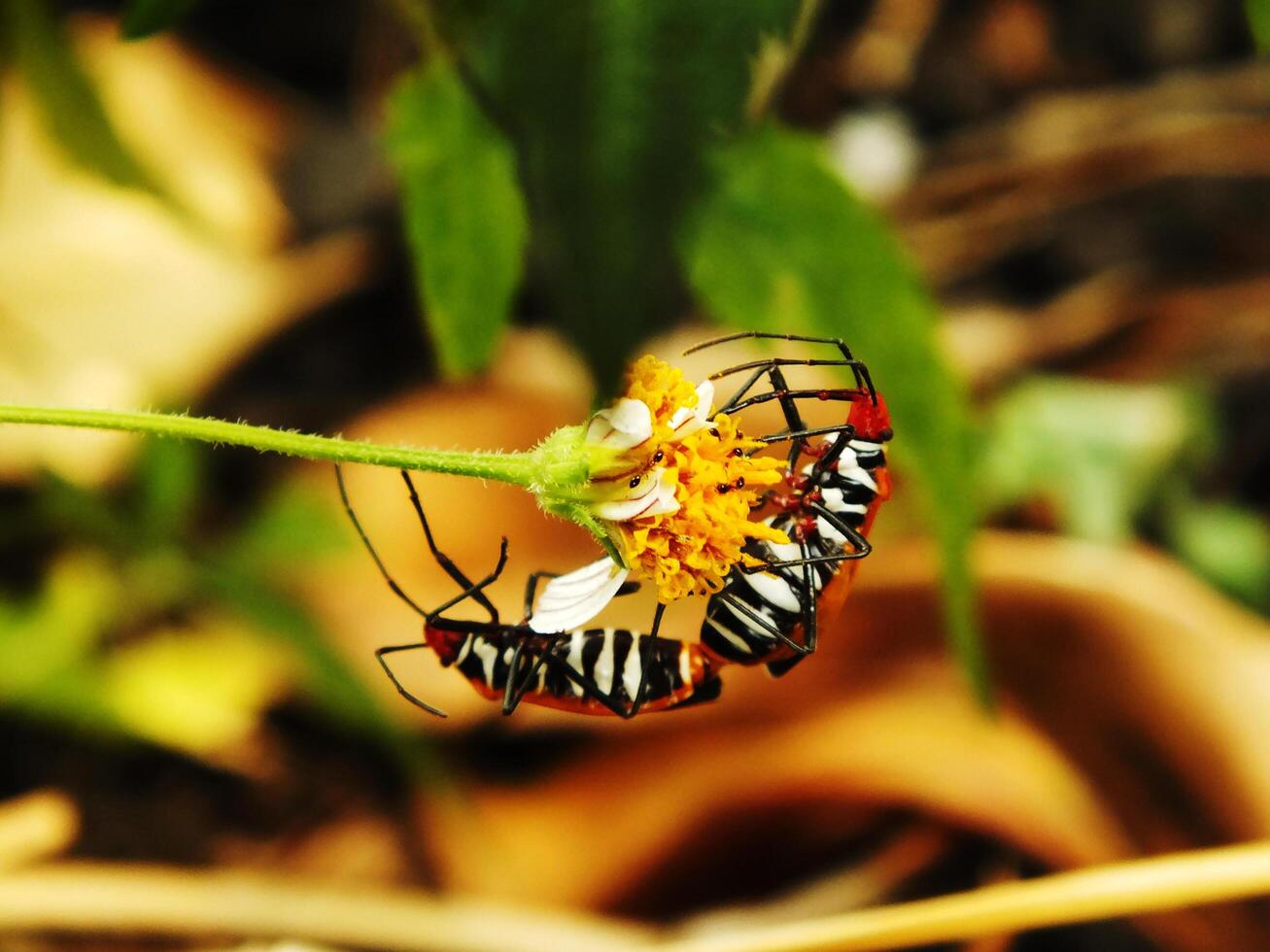 Selective focus, a pair of a red cotton stainer bug or Dysdercus cingulatus is doing a mating process at the garden. This bug is in the family of Pyrhocoridae and is a serious pest of cotton crops photo