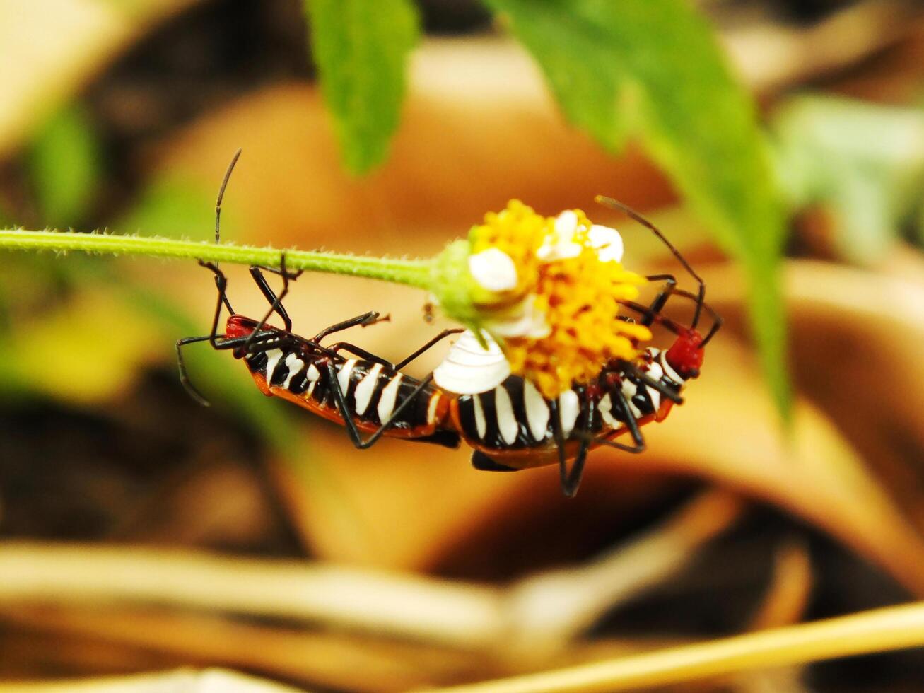 Selective focus, a pair of a red cotton stainer bug or Dysdercus cingulatus is doing a mating process at the garden. This bug is in the family of Pyrhocoridae and is a serious pest of cotton crops photo