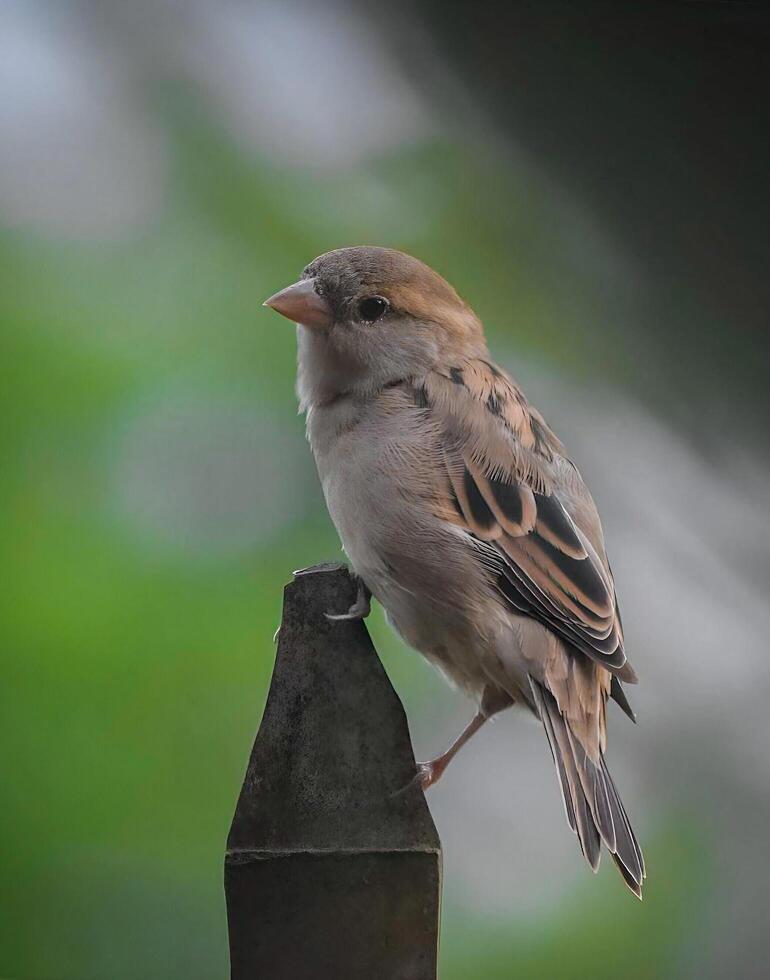 Perched atop its steel throne, this sparrow commands the serene scene, its plumage a symphony of earthy tones. A fleeting moment of tranquility, captured. photo