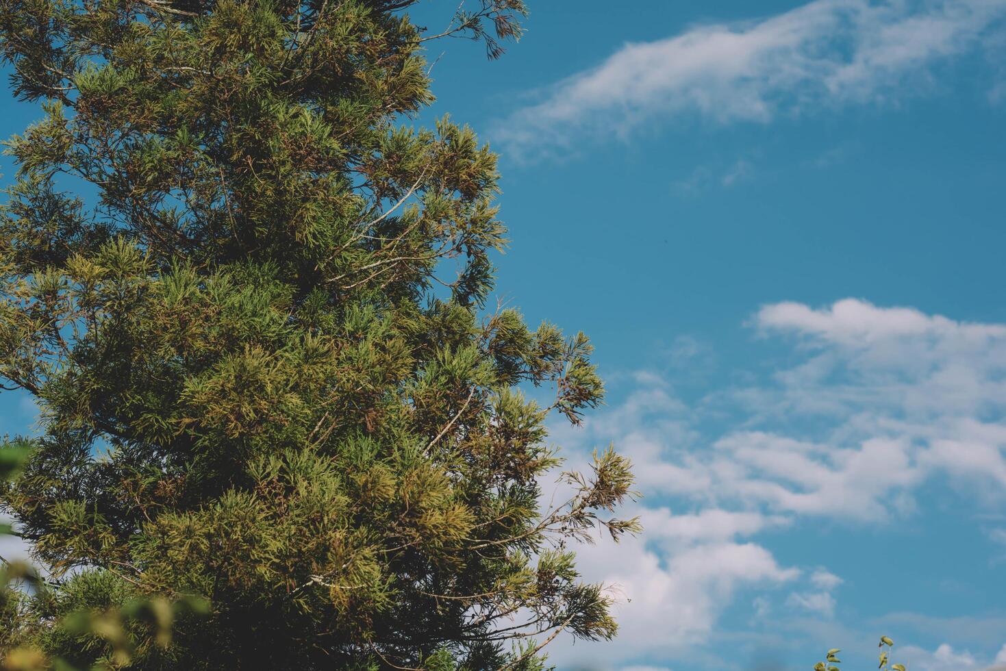 Spruce trees in the blue sky photo