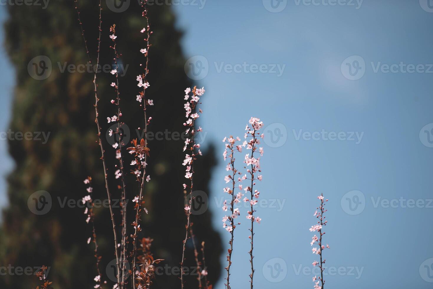 Flowering branches of a tree photo