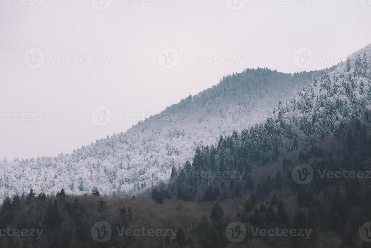 White snow-covered spruce trees in winter photo