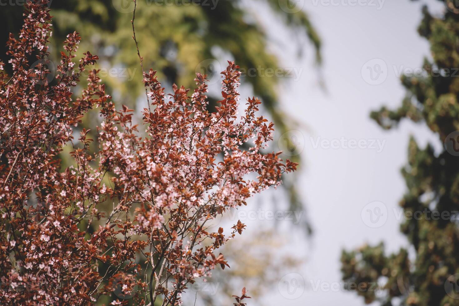 Flowering branches of a tree photo