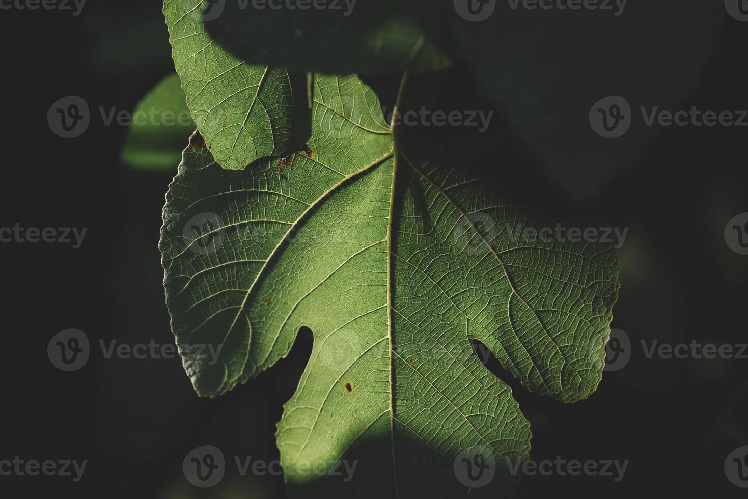 Close-up of a fig leaf photo