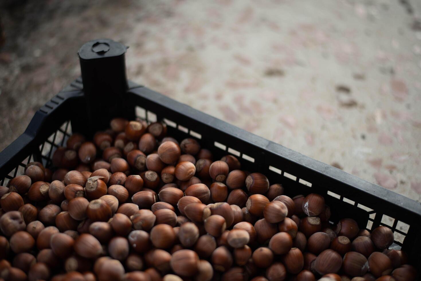 Hazelnuts in a wooden bowl on rustic background, Hazelnut background with green leaf photo