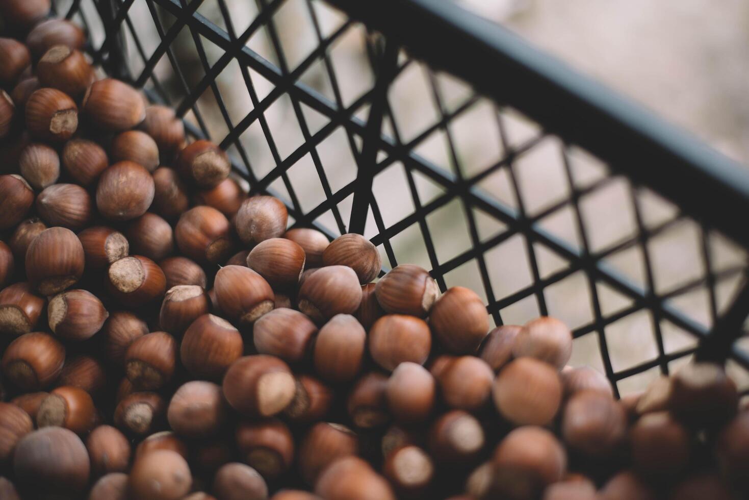 Hazelnuts in a wooden bowl on rustic background, Hazelnut background with green leaf photo