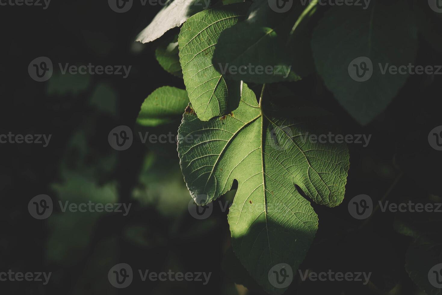 Close-up of a fig leaf photo