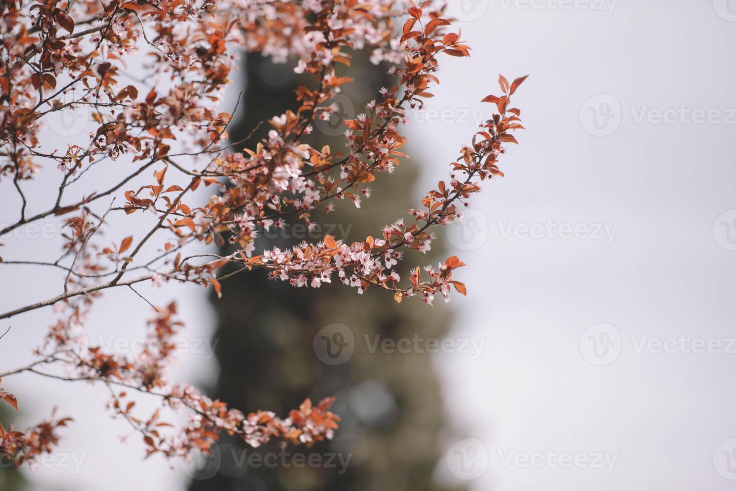 Flowering branches of a tree photo