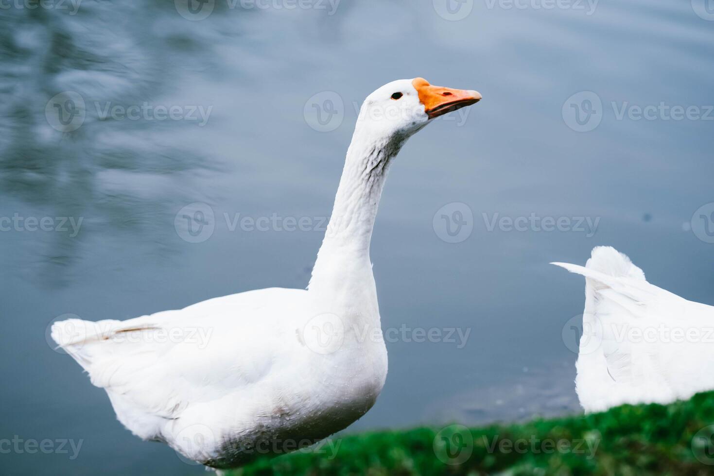 White swans in the park on the shore of the lake photo