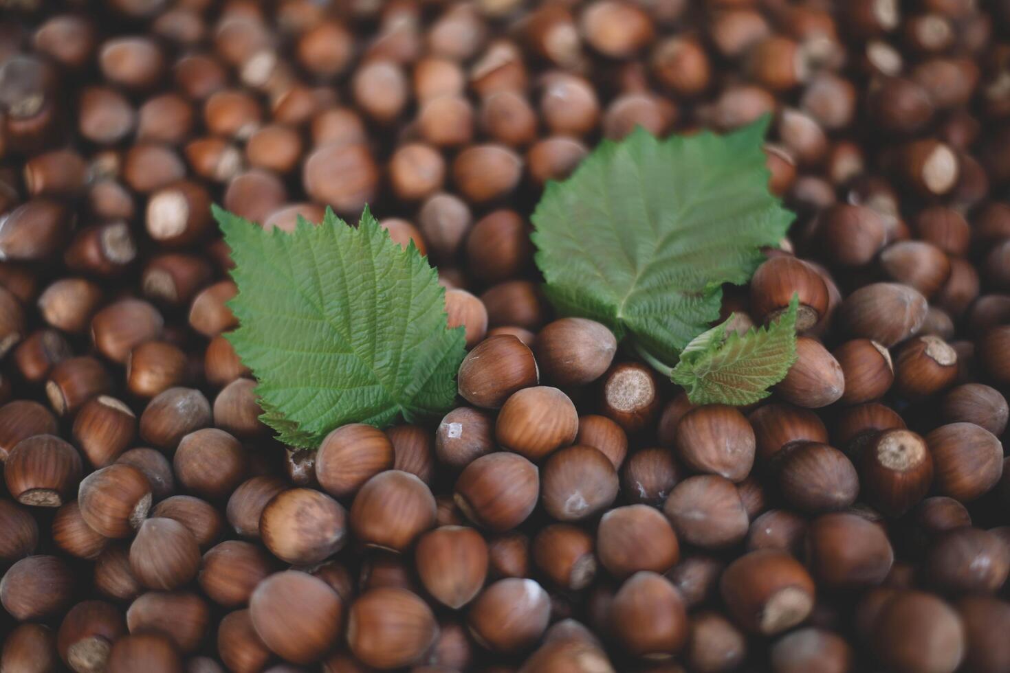 Hazelnuts in a wooden bowl on rustic background, Hazelnut background with green leaf photo