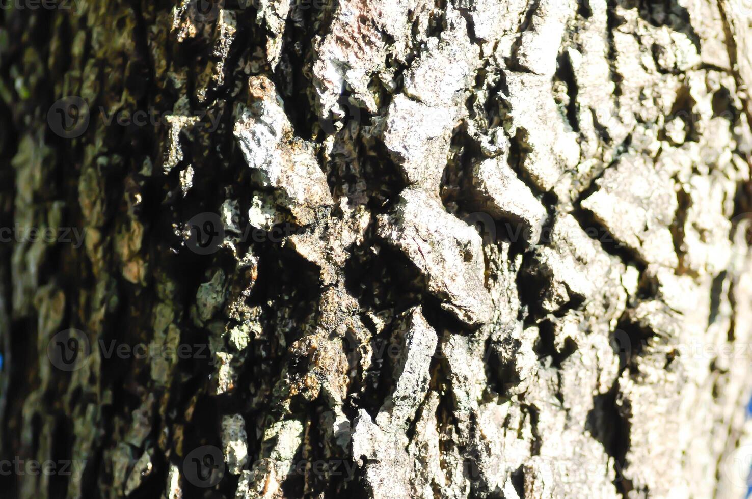 tree bark or bark , Alstonia scholaris or APOCYNACEAE or Devil Tree or White Cheesewood or Devil Bark or Black Board Tree or trunk photo
