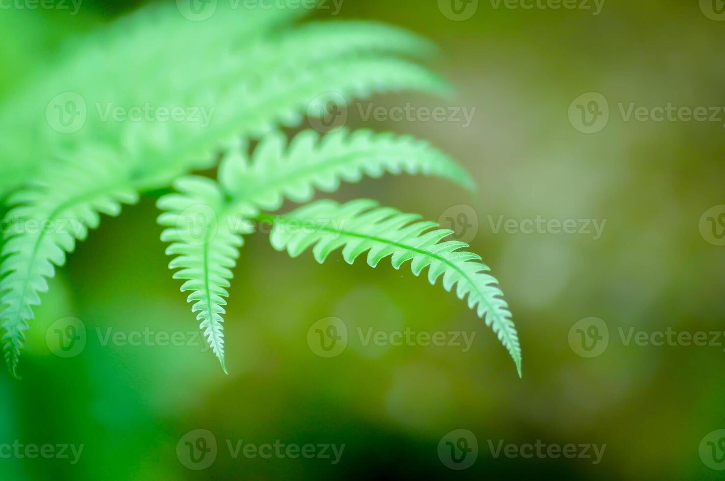 Cyathea caracasana, Cyathea brownii Little Aussie Larrikin Norfolk or Tree Fern or Smooth Tree Fern or fern tree or fern ,Golden Moss or Nephrolepis cordifolia or Chain Fern photo