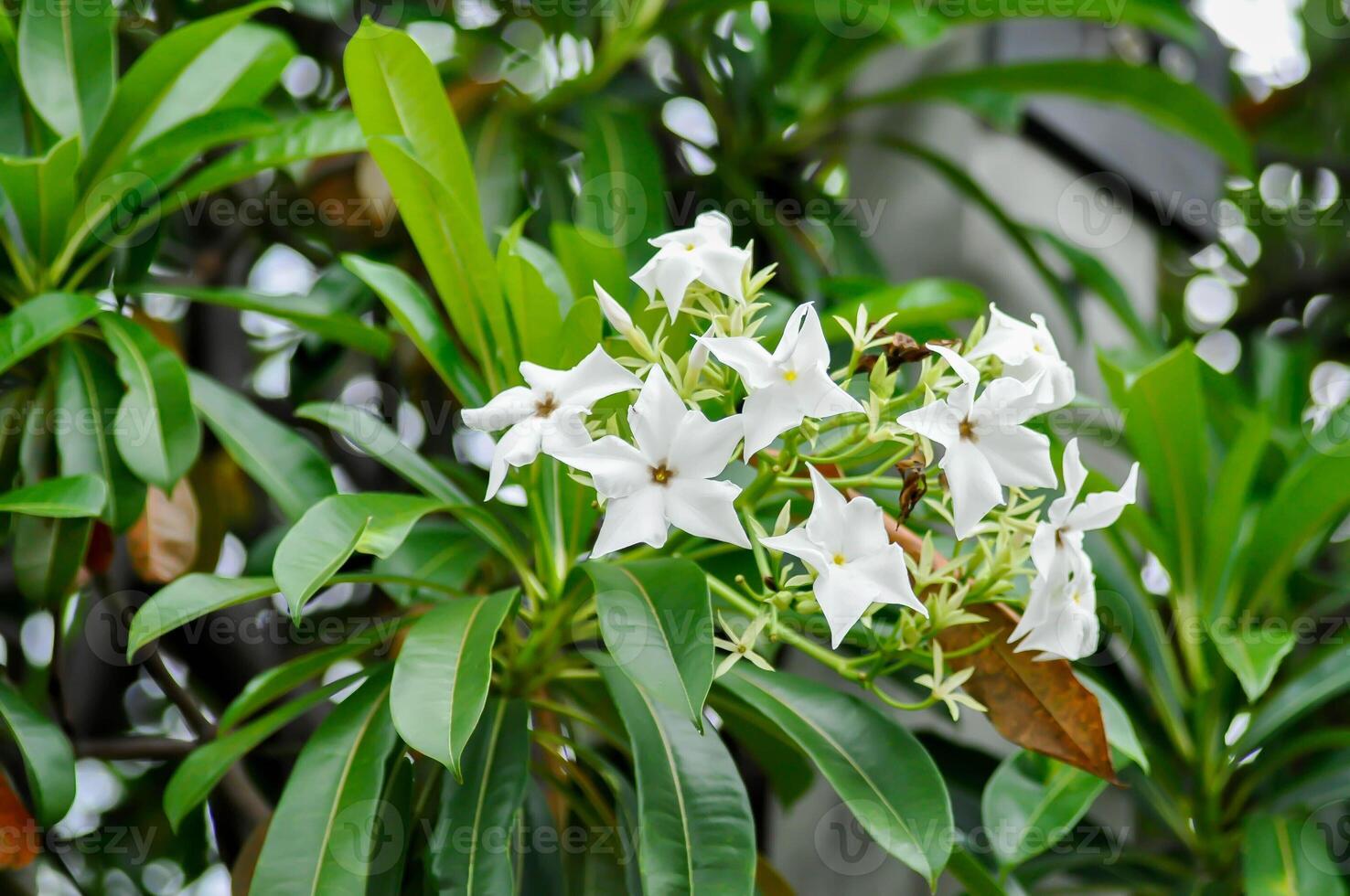 Cerbera Odollam Gaertn or Apocynaceae or pong pong and flowers photo