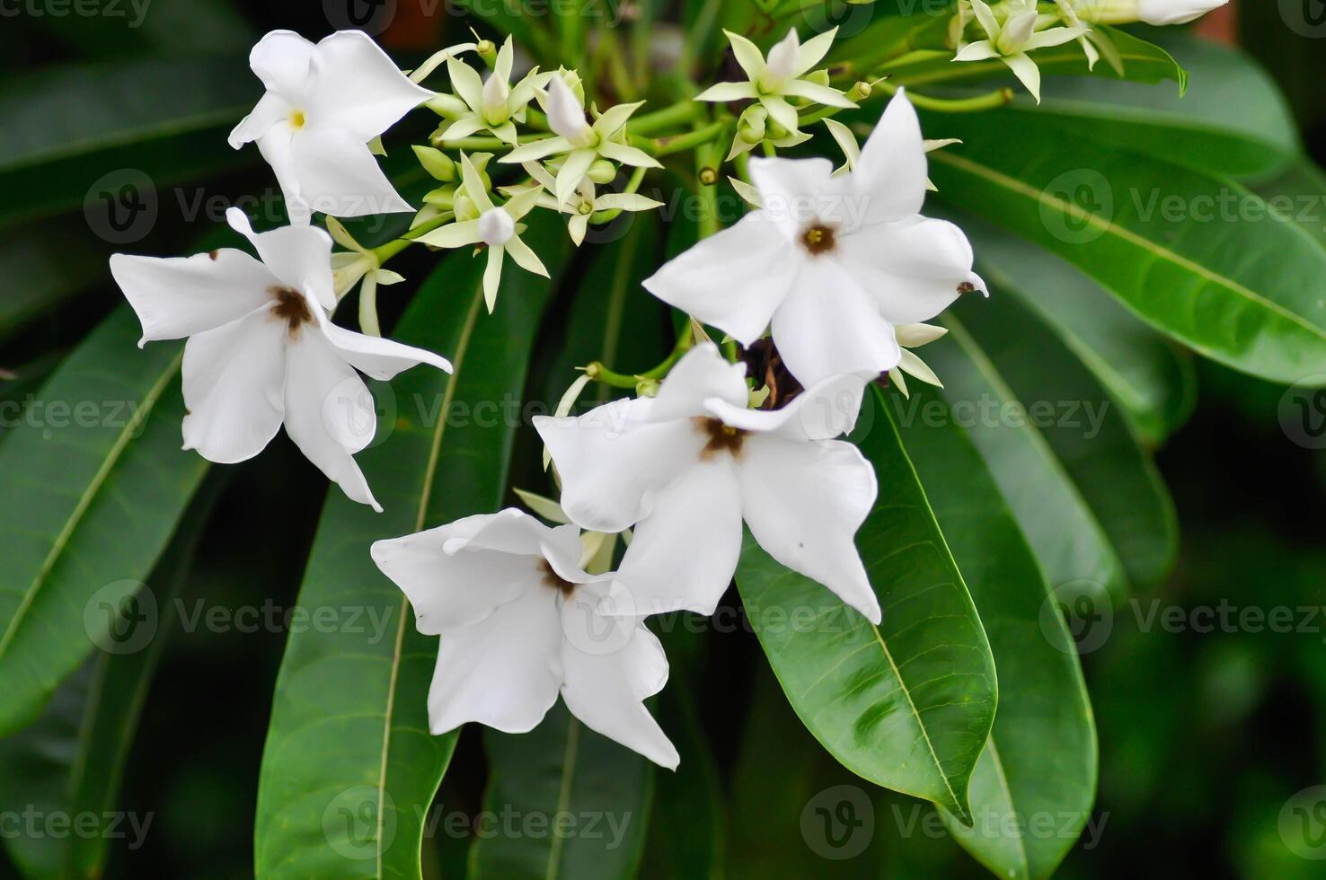 Cerbera Odollam Gaertn or Apocynaceae or pong pong and flowers photo