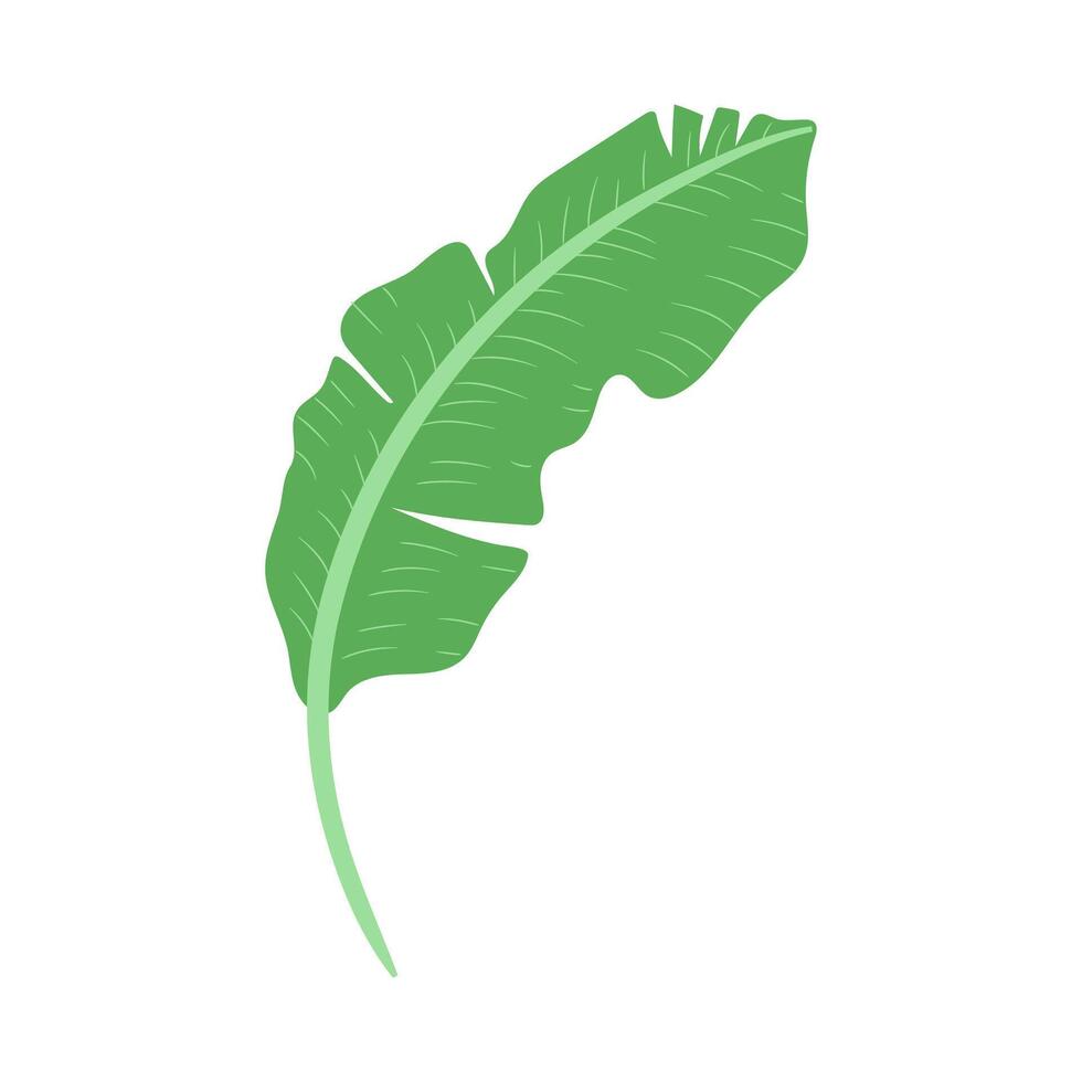 Green Banana Leaf Illustration vector