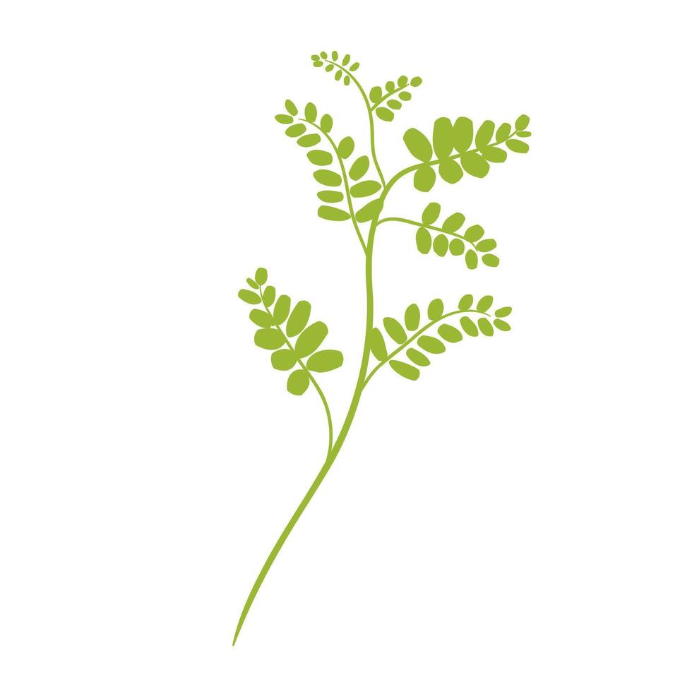 Moringa Green Twig Illustration vector