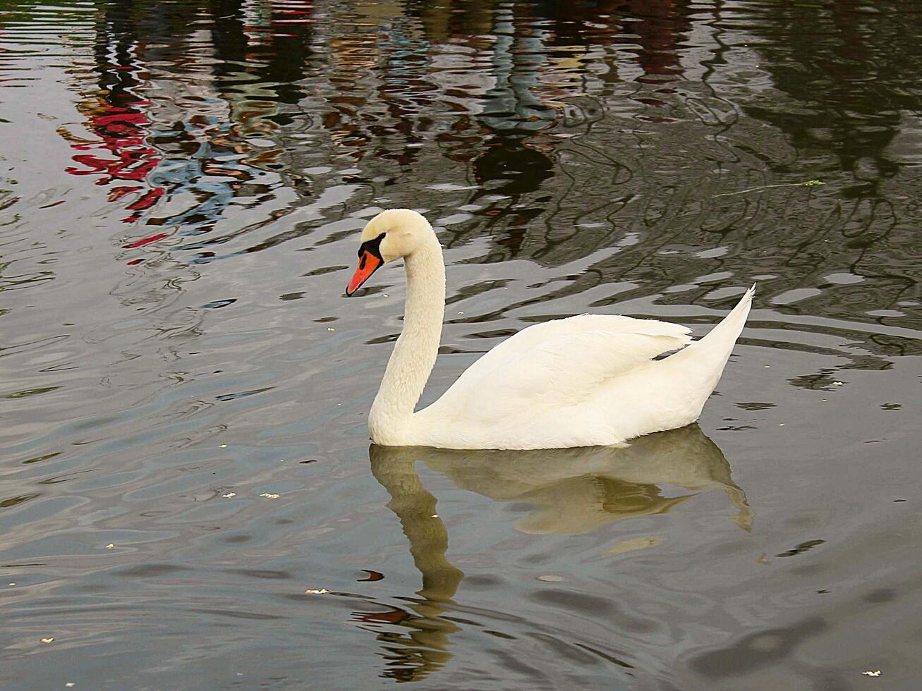 swan on the water photo