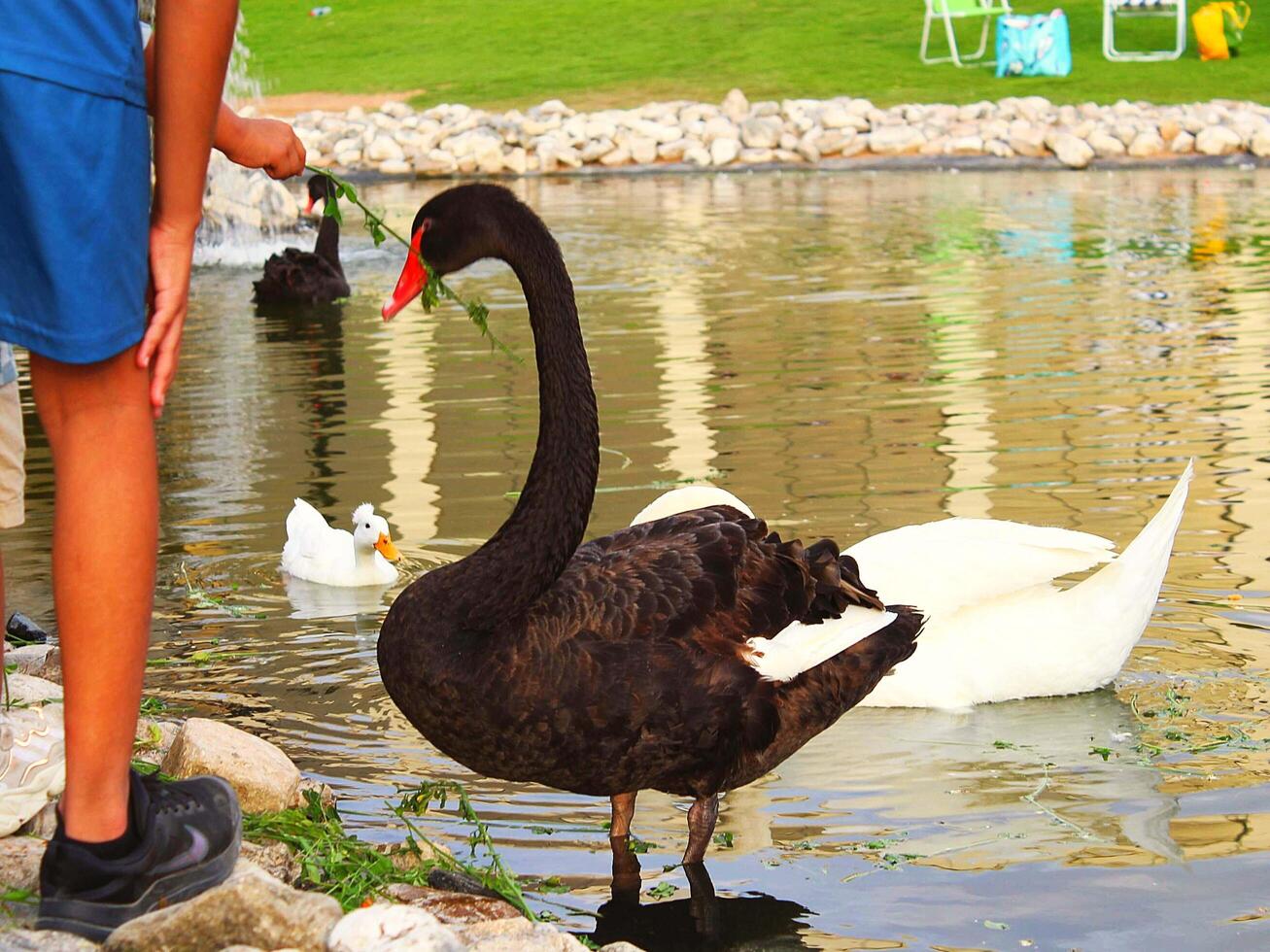 black swan on the water photo