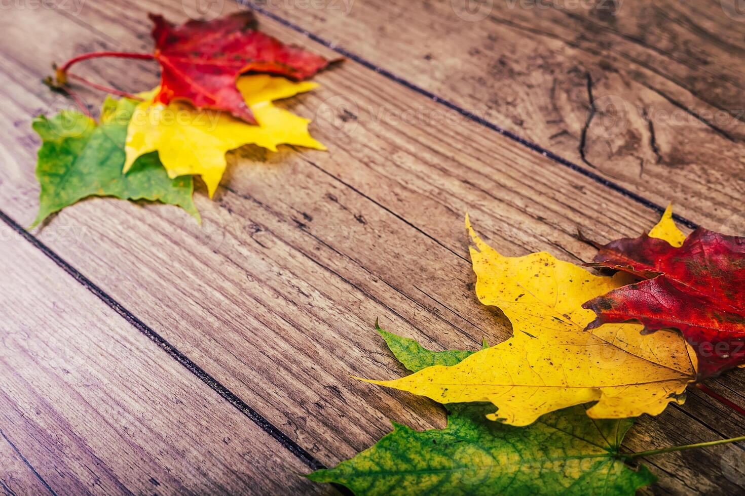 Autumn background with colorful fall maple leaves on rustic wooden table. Thanksgiving holidays concept. Green, yellow and red autumn leaves. Selective focus. photo