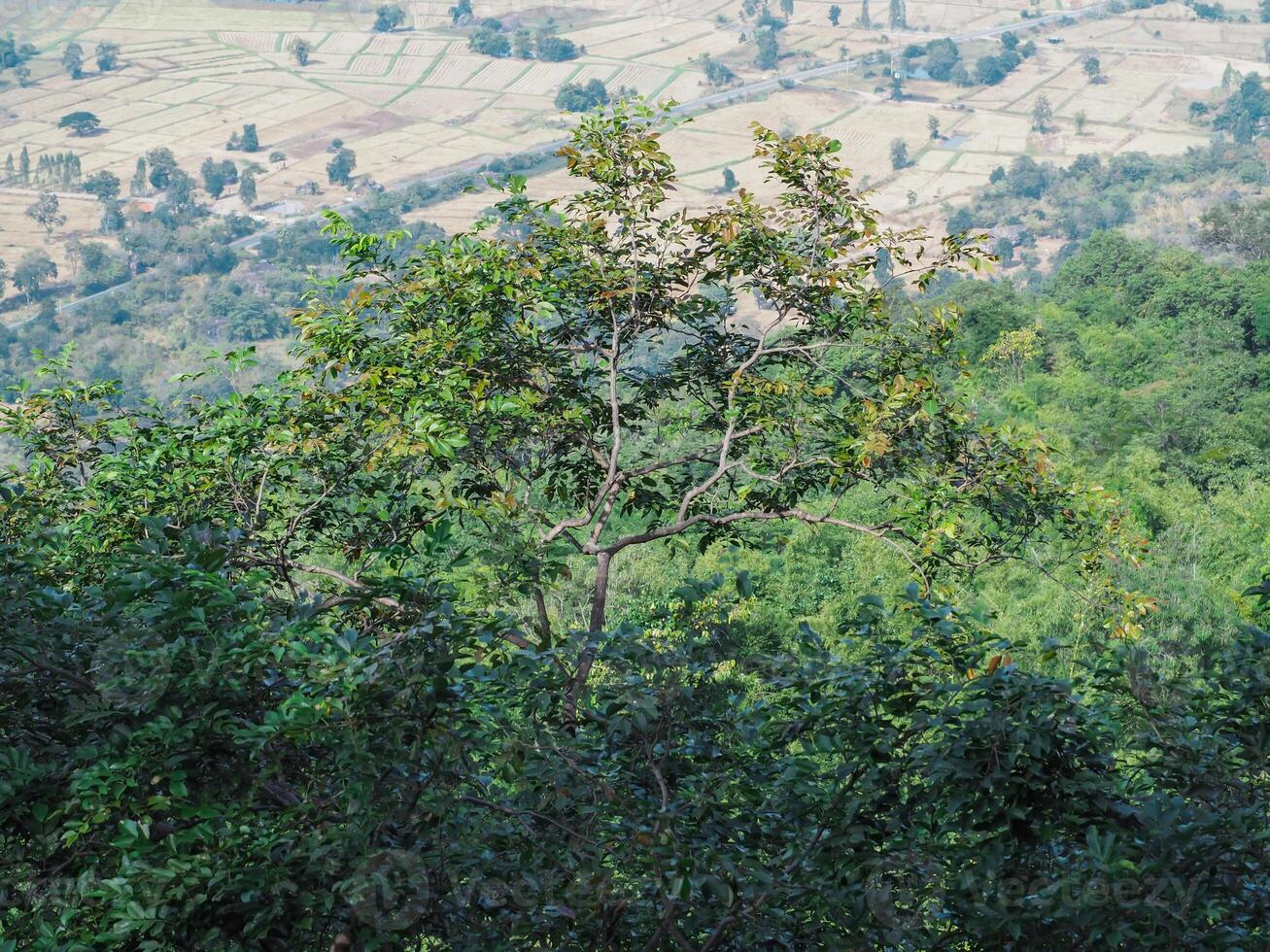 Trees in the forest for background about environment nature conservation photo