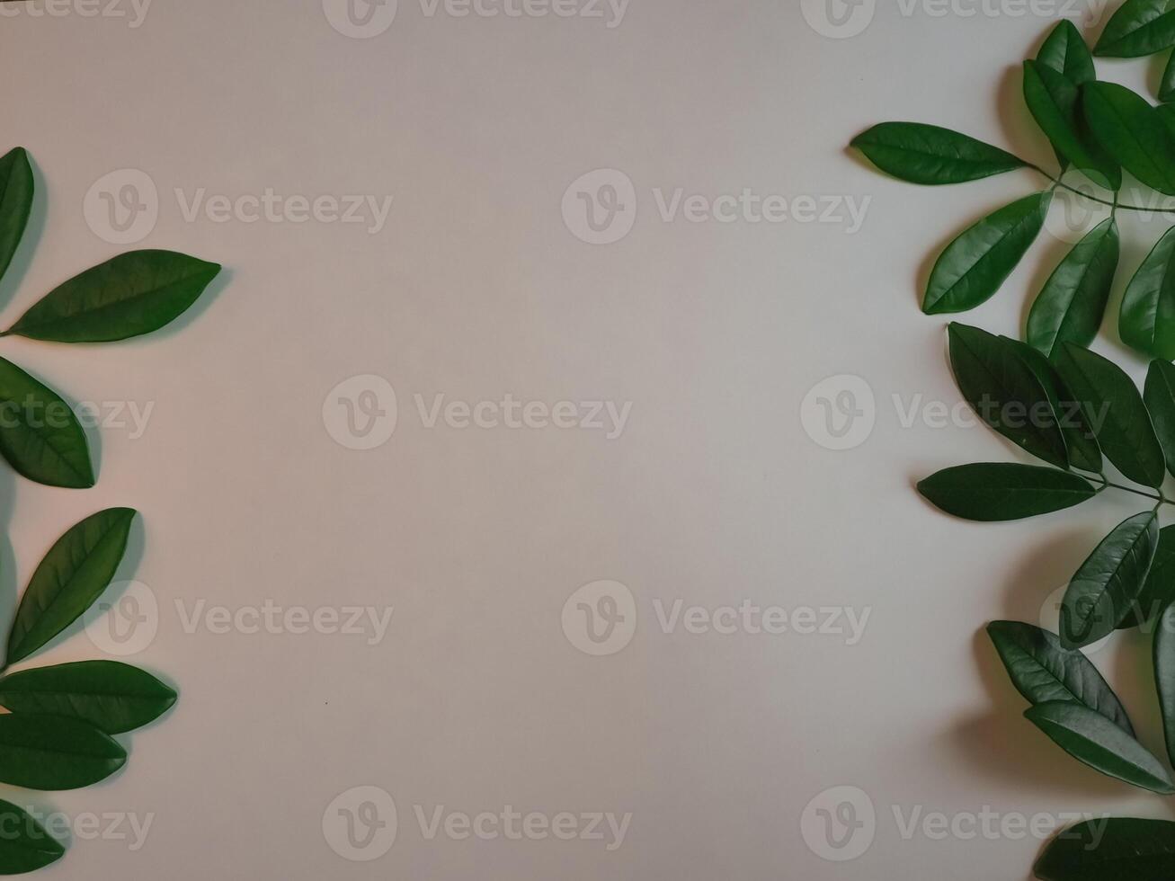Fresh green leaf frame on white background for spring copy space. photo
