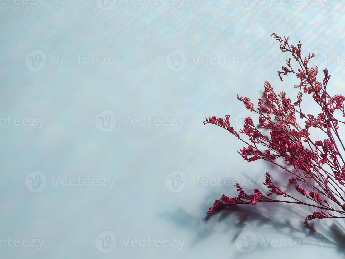 Pink dried flowers on reflection from window for minimalist background photo