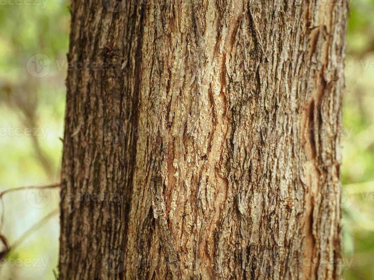 Tree bark texture in summer garden, close-up for natural background. photo