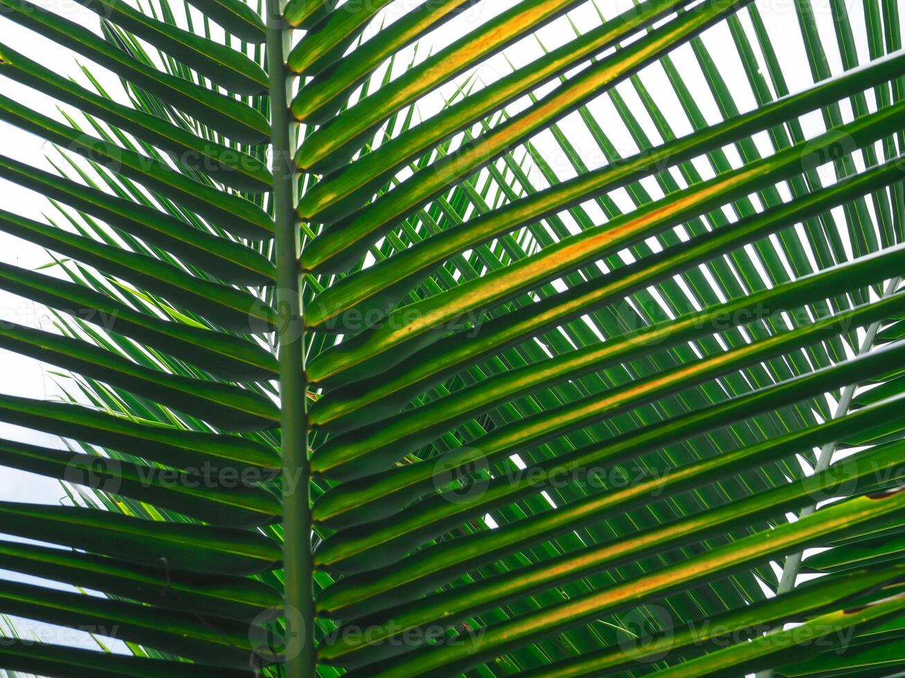 Fresh coconut leaves for a rainy or summer background. photo