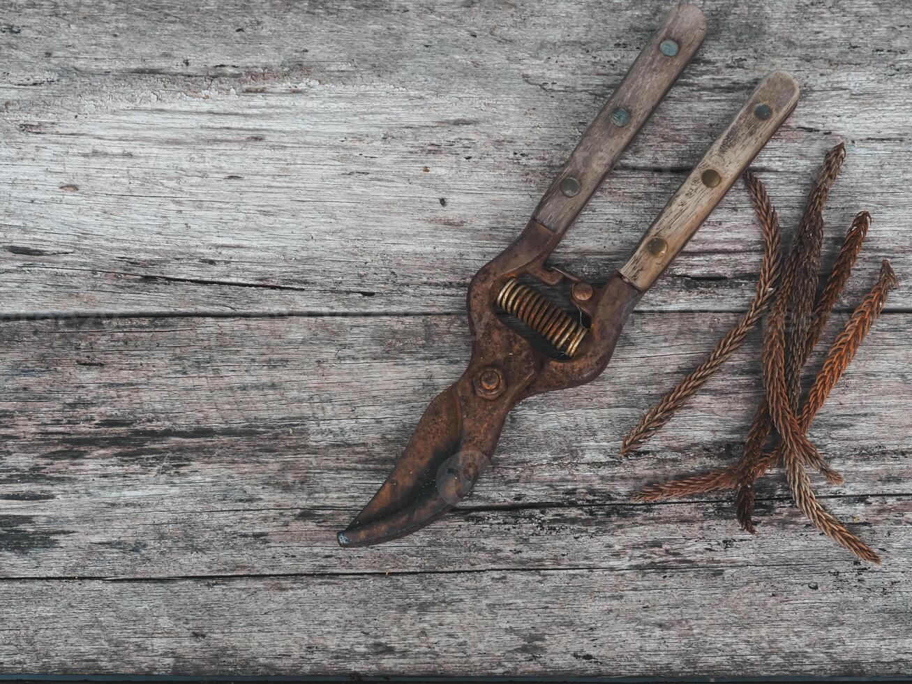Rusty pruning tools on old wood for vintage style background photo