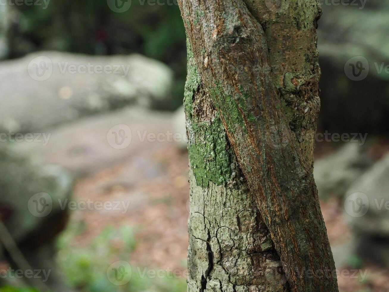 Close-up tree texture in forest area copy space about nature photo