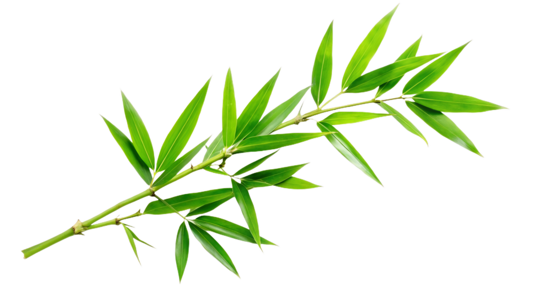 Fresh bamboo branch with bright green leaves, symbolizing natures beauty png