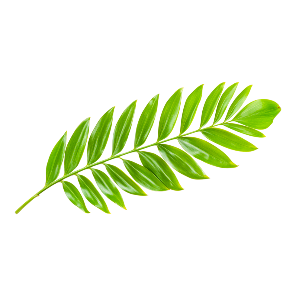 Green Leaf Isolated png