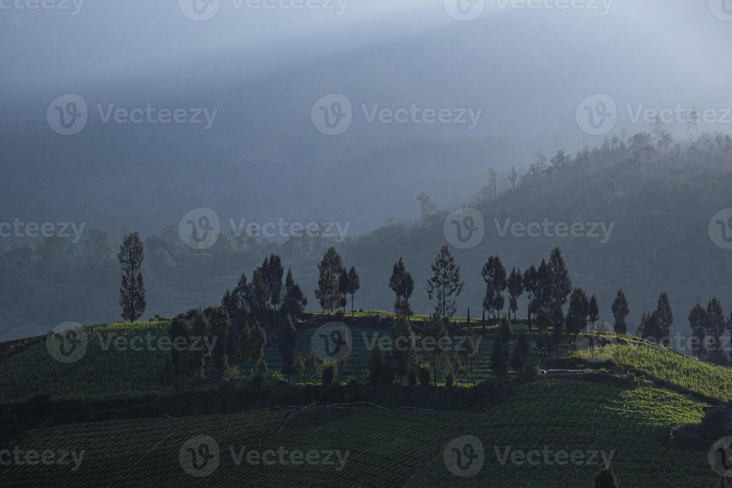 A lush hill with a misty mountain backdrop. A serene view in the mountains near Batu, East Java, Indonesia. photo