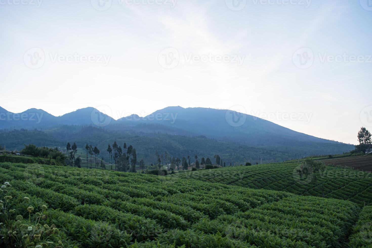 A lush carrot plantation plot on a hillside with mountains in the background. A tranquil scene in a rural area in Batu, East Java, Indonesia. photo