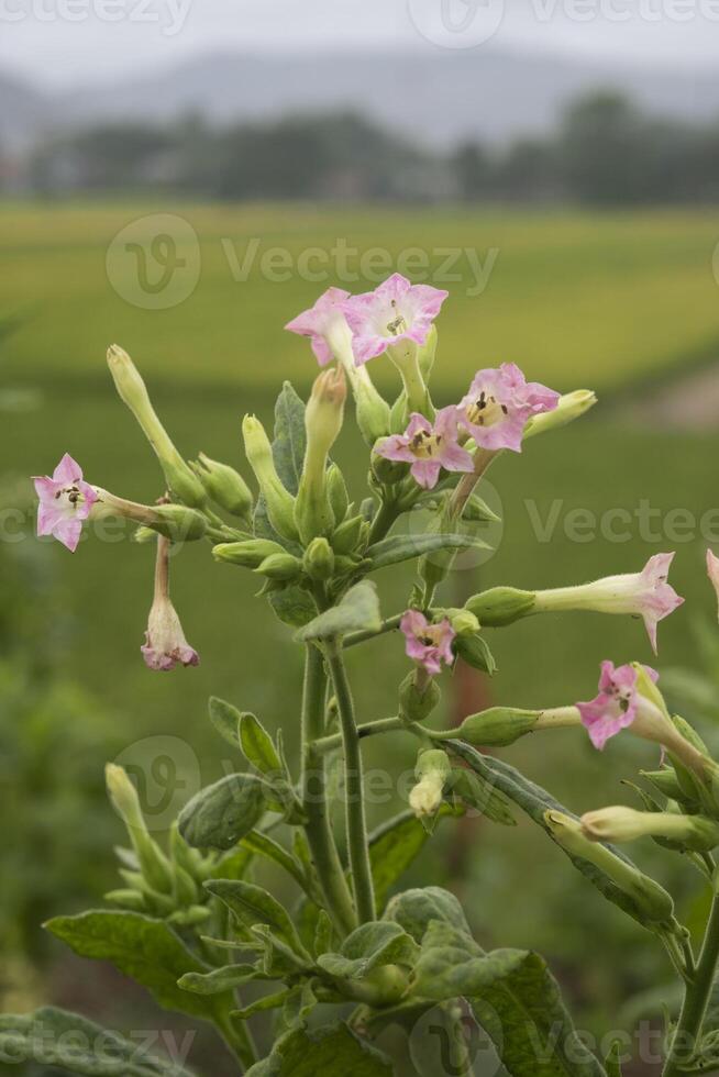 A bunch of tobacco flowers in the garden, a plant contains highly addictive stimulant alkaloid nicotine as mainly used for smoking in cigarettes and cigars, as well as pipes and shishas photo