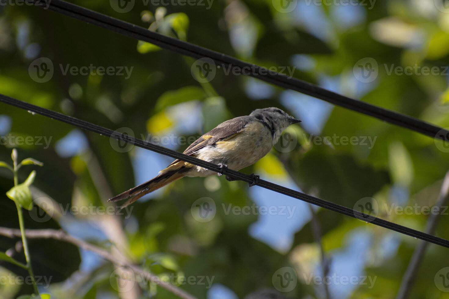 Low angle view of Sunda minivet perches on a wire, a species of bird in the family Campephagidae endemic to Indonesia photo