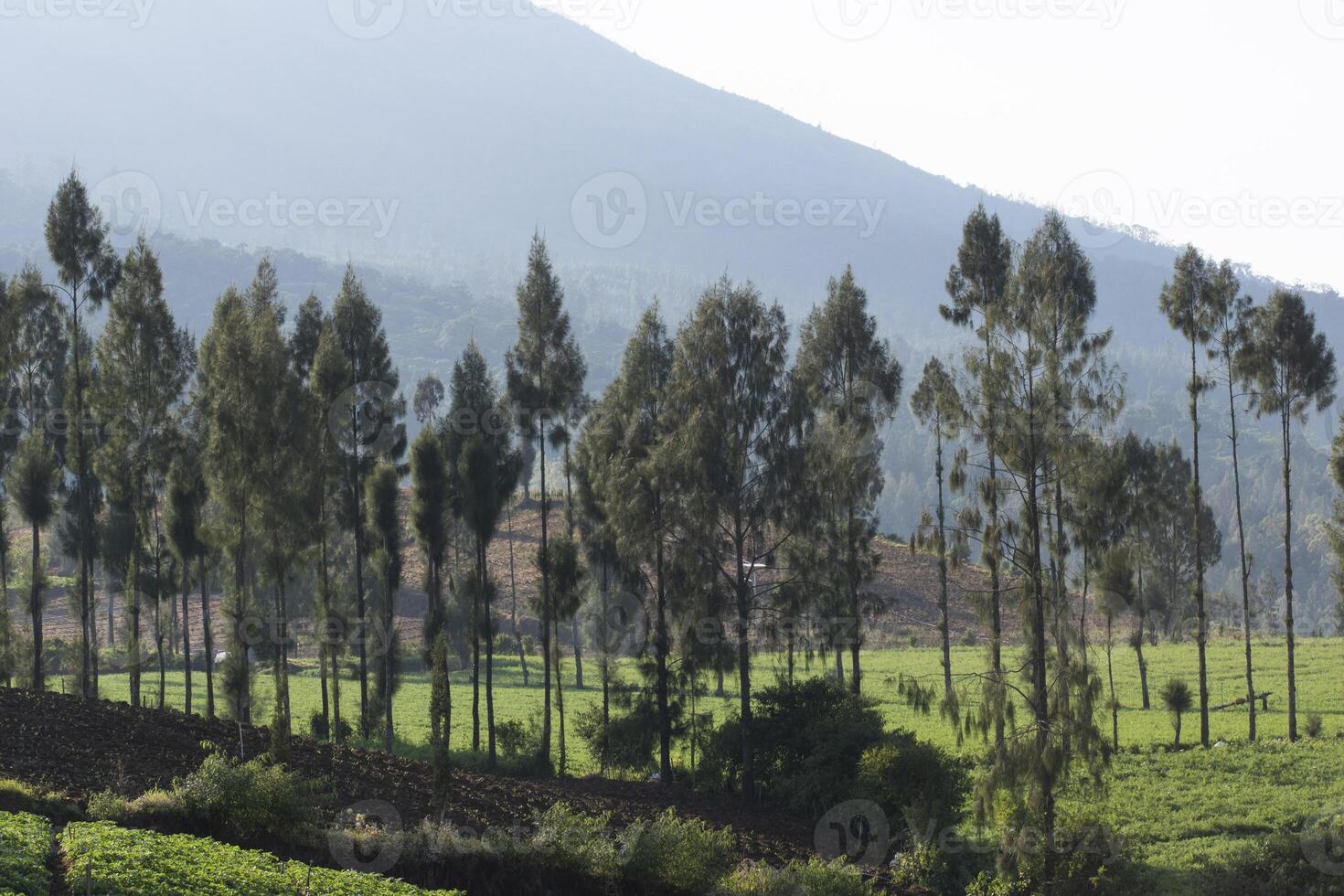 A group of pine trees in a valley with mountains in the background. A peaceful scene in the natural countryside. photo
