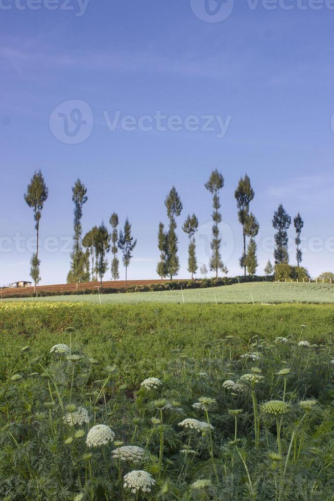 Carrot farmland on a hill with rows of pine trees and blue sky in the background. photo