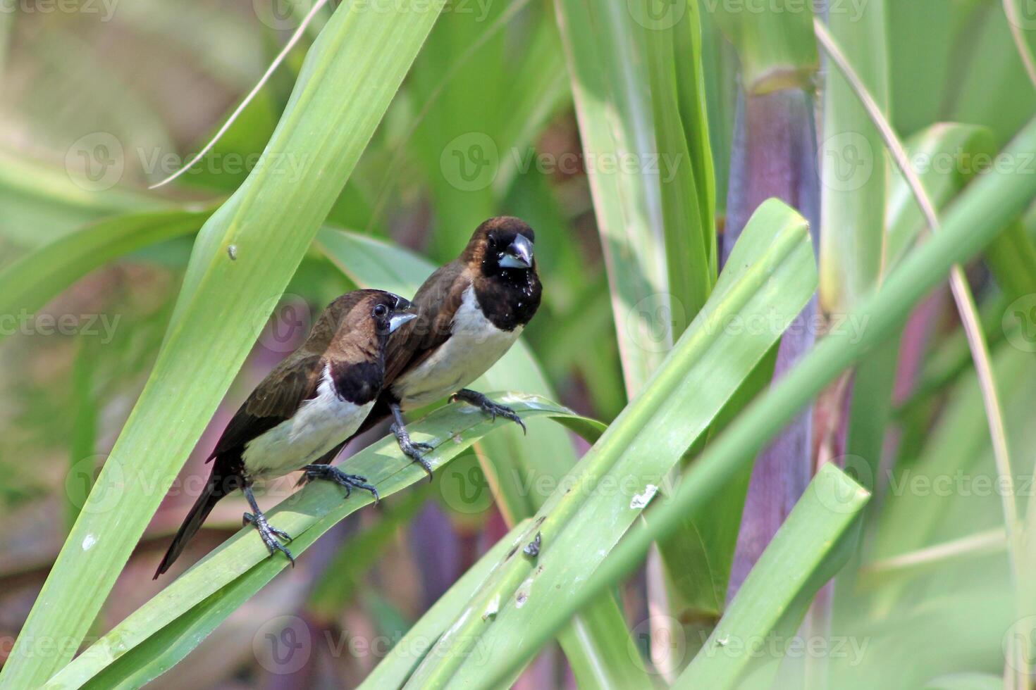 A couple of Javan munia, Lonchura leucogastroides, perch on the leaf, a species of estrildid finch native to southern Sumatra, Java, Bali and Lombok islands in Indonesia. photo
