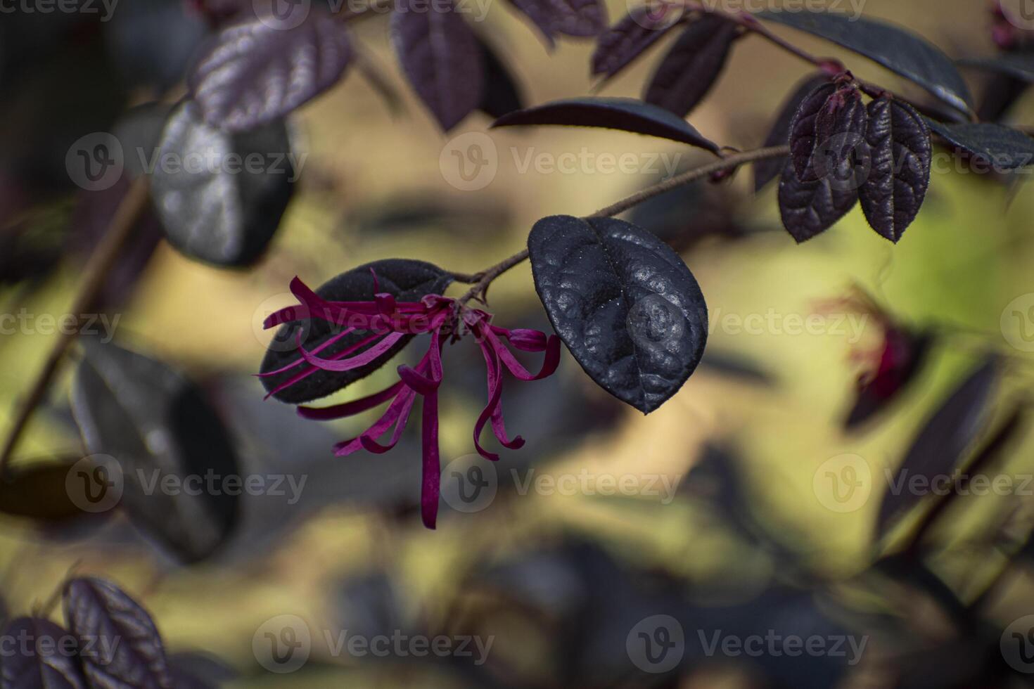 Loropetalum, a genus of four species of shrubs or small trees in the witch-hazel family, Hamamelidaceae, native to China, Japan, and south-eastern Asia. photo