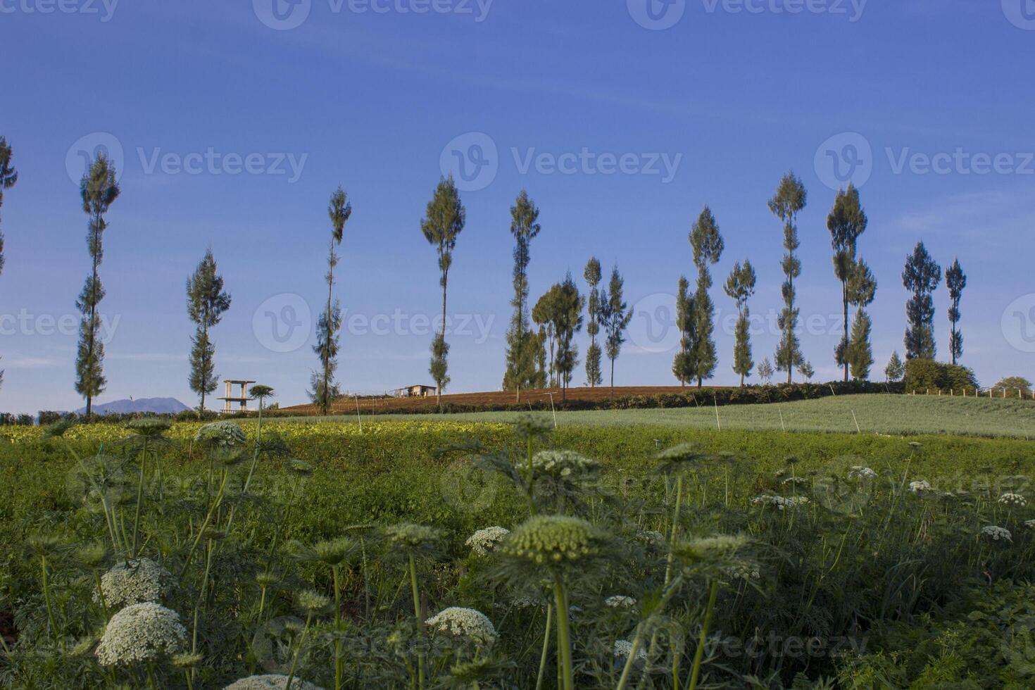 Beautiful view of carrot plantation with rows of pine trees and blue sky in the background photo